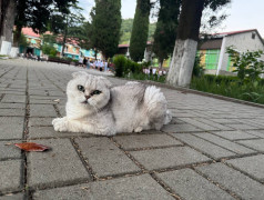 "Рецепт счастья от ДОЛ "Экспресс": Дети, коты и много любви!"