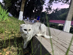 "Рецепт счастья от ДОЛ "Экспресс": Дети, коты и много любви!"