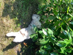 "Рецепт счастья от ДОЛ "Экспресс": Дети, коты и много любви!"