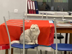 "Рецепт счастья от ДОЛ "Экспресс": Дети, коты и много любви!"