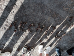 День единых действий: 100 лет &laquo;Артеку&raquo;!