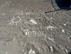 Море в камнях: Творческая акция &laquo;Лето.Солнце.Жара!&raquo;