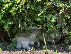 "Рецепт счастья от ДОЛ "Экспресс": Дети, коты и много любви!"