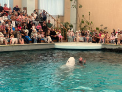 Дельфинарий в ФОЦ МИНЕРАЛЬНЫЕ ВОДЫ