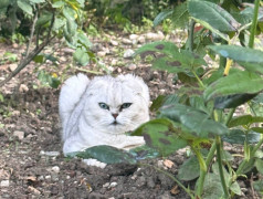 "Рецепт счастья от ДОЛ "Экспресс": Дети, коты и много любви!"