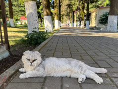 "Рецепт счастья от ДОЛ "Экспресс": Дети, коты и много любви!"