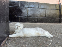 "Рецепт счастья от ДОЛ "Экспресс": Дети, коты и много любви!"