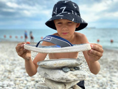 &laquo;Море вернулось говором чаек&raquo;!