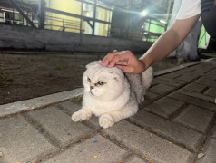 "Рецепт счастья от ДОЛ "Экспресс": Дети, коты и много любви!"