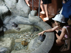 "Экспресс": Где найти Немо? Подсказка: Мы едем