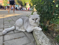 "Рецепт счастья от ДОЛ "Экспресс": Дети, коты и много любви!"