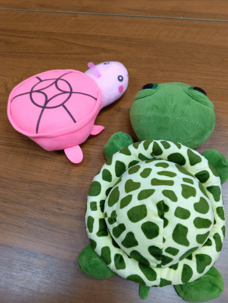 Черепашки в добрые руки!