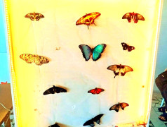 ТРОПИЧЕСКОЕ ШОУ в ФОЦ "МИНЕРАЛЬНЫЕ ВОДЫ"