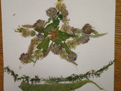 Гербарий "Моя малая Родина"!