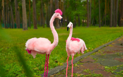 Результаты конкурса &laquo;Выставка. Мягкая игрушка&raquo;