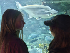 "Экспресс": Где найти Немо? Подсказка: Мы едем