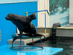 Дельфинарий в ФОЦ МИНЕРАЛЬНЫЕ ВОДЫ