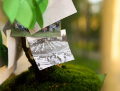 Генеалогическое древо ДОЦ &laquo;Старая Руза&raquo;