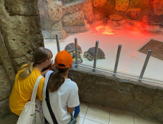 ДОЛ "Экспресс": Мы не "Подводная братва", но дельфины у нас круче!