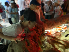 ДОЛ "Экспресс": Мы не "Подводная братва", но дельфины у нас круче!