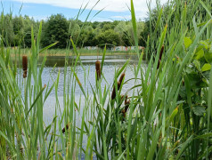 Моя малая родина - ДОЛ имени Лизы Чайкиной
